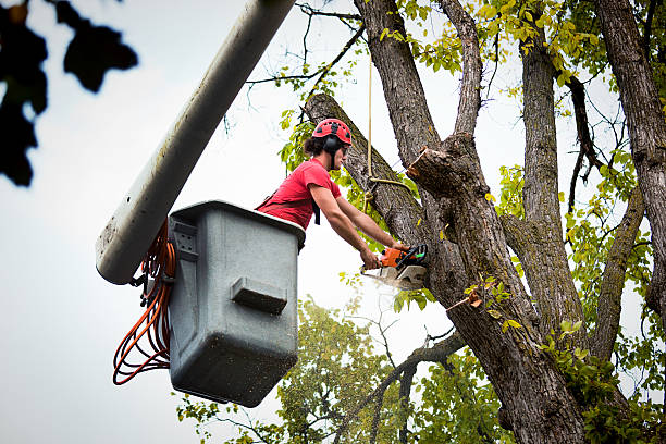 Trusted Kernersville, NC Tree Care Services Experts